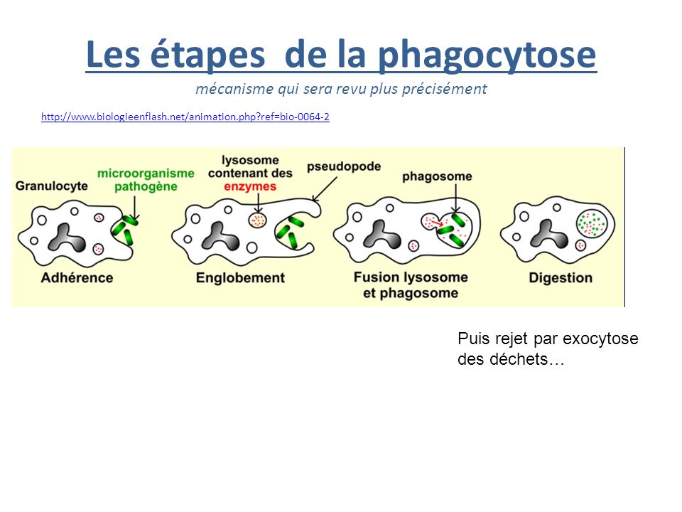 phagocytose etapes